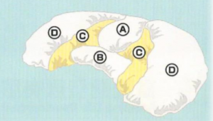 富美健 健康养生 保健枕 睡眠 美容觉 失眠 ebzasia.com