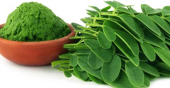 Benefits of organic Moringa seed,Tea, Powder, Leaves