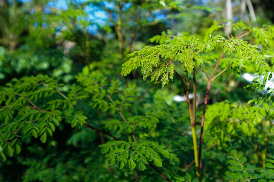 辣木 辣木叶 胰腺癌 抗氧化 抗癌 医学 ebzasia.com