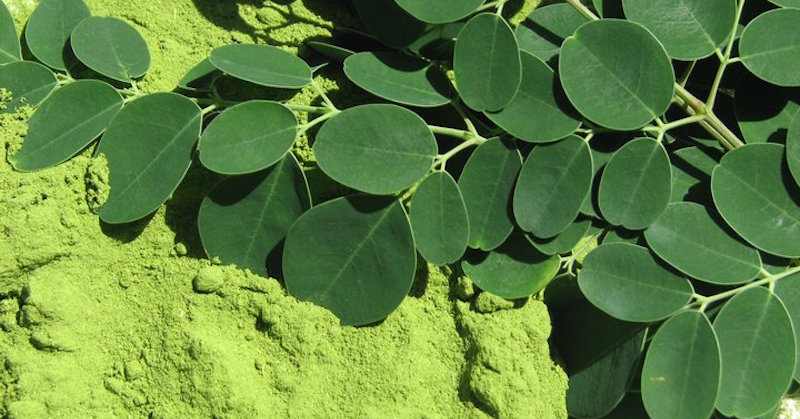 Moringa leaf as super food and product of natural beauty