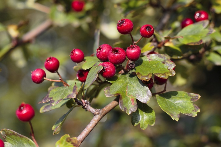 hawthorn-bush-berries-organicasap